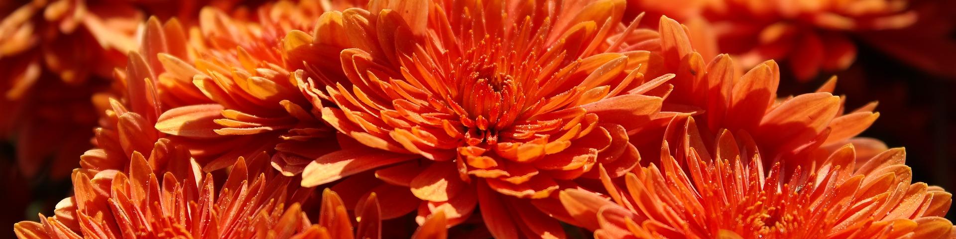 Chysanthemen (c) Pixabay