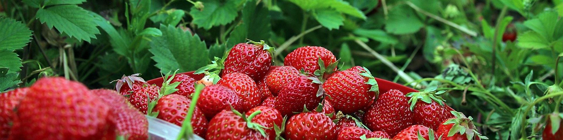 strawberries-Carl Stridsberg auf Pixabay (c) Carl Stridsberg auf Pixabay