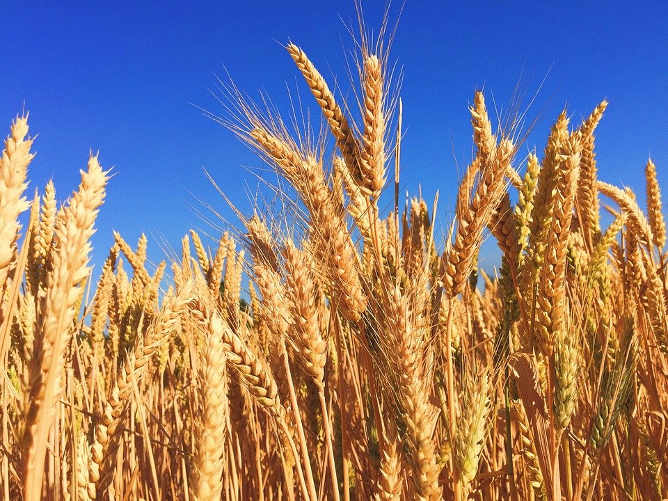 wheat-863392_960_720 (c) pixabay